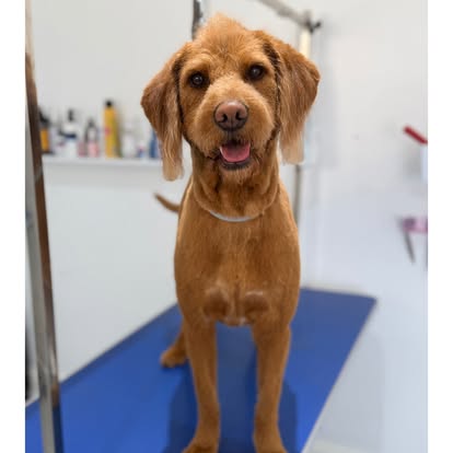Brown dog standing on a blue grooming table after grooming