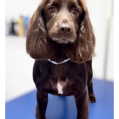 Brown spaniel with neatly groomed long ears on a blue salon table