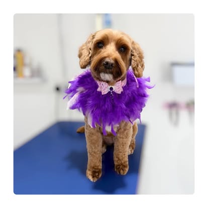 Brown dog wearing a purple feather accessory after grooming