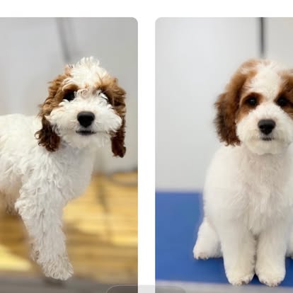 Side-by-side portraits of a white and brown puppy