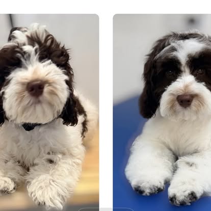 Side-by-side portraits of a black-and-white puppy